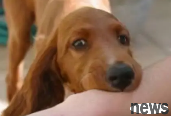 Do you need to get rabies vaccinated after being slightly scratched by your pet?
