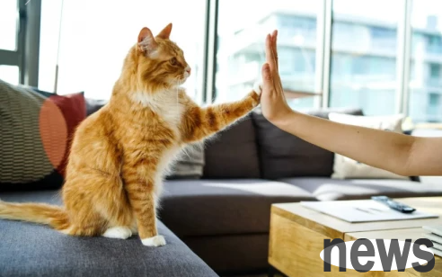 What are the symptoms of ringworm? How to treat ringworm?