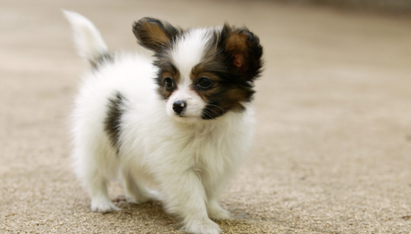 How many days can a dog live if he vomits insects? It is necessary to understand!