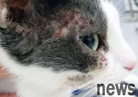 How to correctly prevent and treat cats’ food allergies?