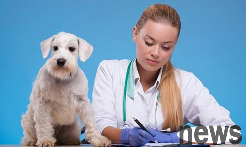 Will arthritis hurt in dogs? What to do if you have arthritis in dogs?