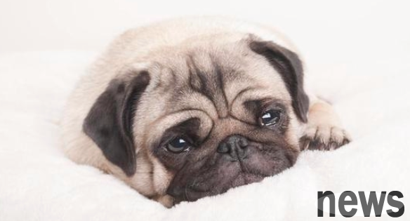 The reason why dogs cry is not only touched, but also has these aspects, early detection and early treatment