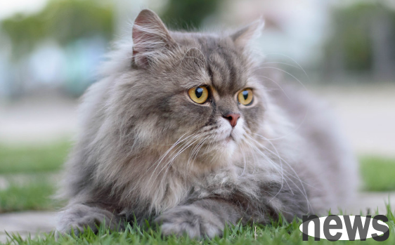What are the precautions for newbies to keep cats? This article gives you the answer!
