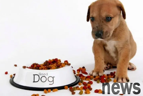 How many meals are better for dogs a day? There are answers here