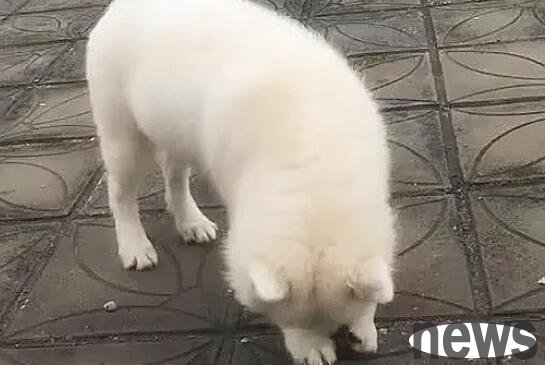 A woman was walking her cat and dog on the rooftop, but she found that the dog was different