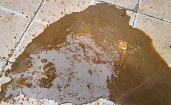 Why is the dog s diarrhea and yellow-brown mud?