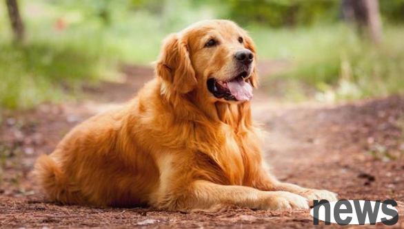 Dog bites! See how Jiaozuo Court “judges”