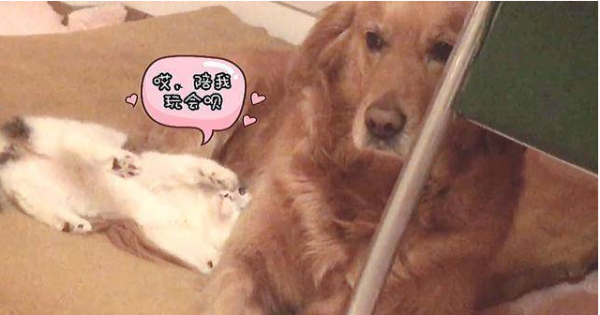 This stray cat that was picked up not only bullies dogs, but also bullies people. Can I still want it?