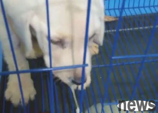 The dog keeps spitting, the suspicion is subtle, and the owner is so uncomfortable that he is at a loss what to do!