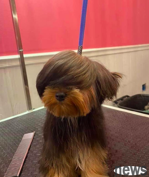 The dog went from a bad old man to a handsome boy that everyone loved in an instant. Let’s talk about the importance of hairstyle!