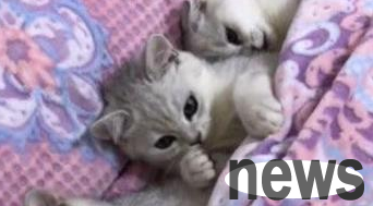 Three little kittens sneaked into the bedroom and lay neatly on the bed. One of them was actually eating his hand.